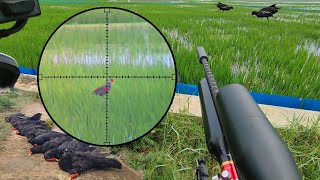 Download lagu Mandar Bird Harvest When Floods Arrive mp3