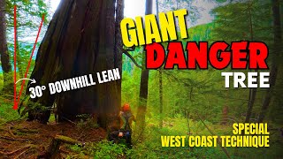 Reuzenleunende ceder | Speciale zaagtechniek