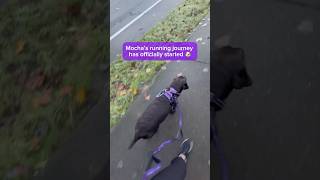 Training My Dog to Run 🐾 Vet-Guided & Joyful Progress #dogrunning #runningwithdogs #chocolatelab