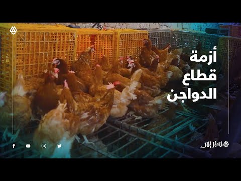 الدجاج رخيص والإقبال ضعيف " .. قطاع الدواجن يقاسي أزمة خانقة بسبب كورونا"