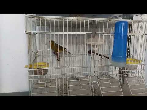 Καναρίνια ζευγάρωμα Τιμπραντο