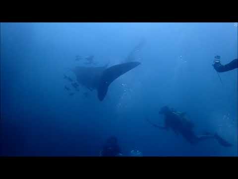 Dive Phi Phi Marine Park with Whale Shark
