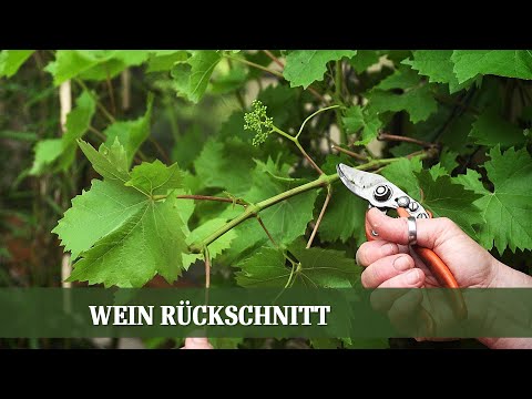 , title : 'Sommer Beschnitt am Wein - Wann und wie beschneidet man Wein?'