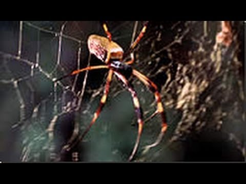 PBS The Shape of Life 5of8 The Conquerors DivX MP3 001