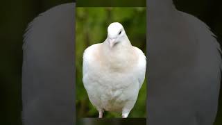 Dove Call White Dove #shorts #dove #sound