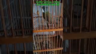 Download lagu MASTERAN WAJIB CUCAK JENGGOT VIRAL #kicaumania #masteranjernih #burung mp3 Download lagu MASTERAN WAJIB CUCAK JENGGOT VIRAL #kicaumania #masteranjernih #burung mp3