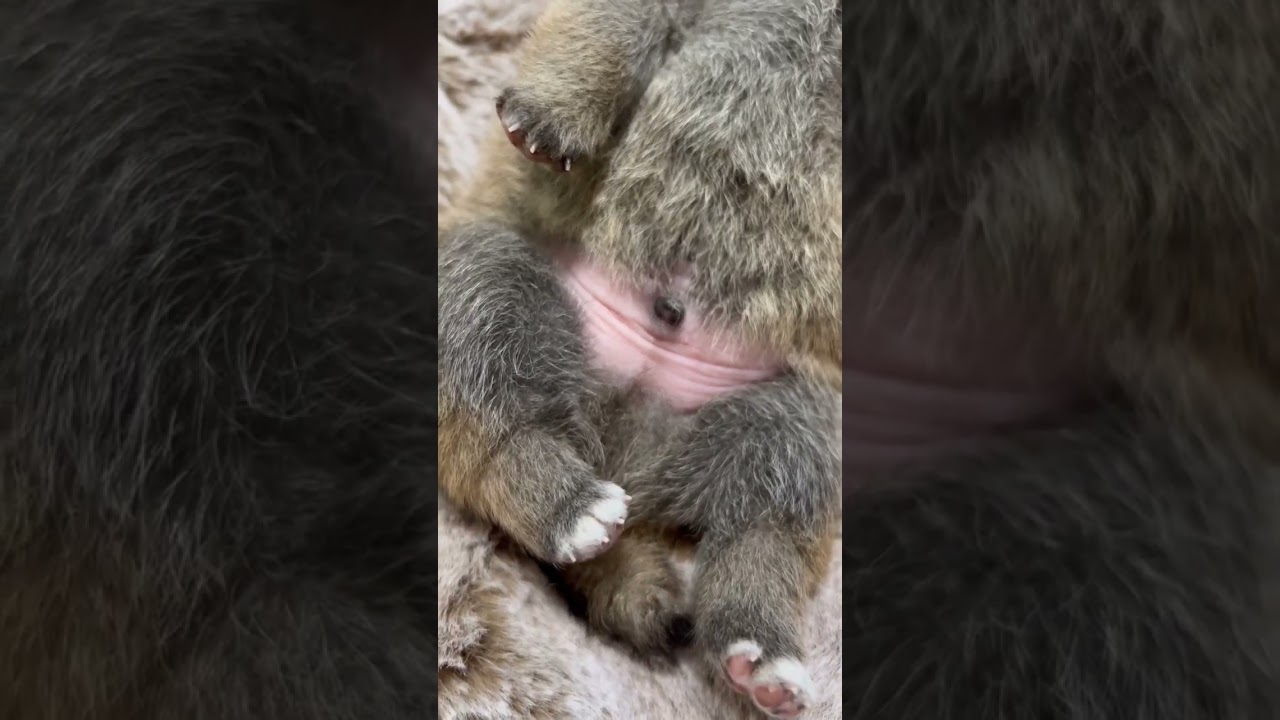 生後約2週間のわがままbody #shorts #shibainu