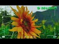Tu Iss Tarah Se Meri Zindagi Mein Shamil Hai Whatsapp Statusvideo Withlyrics Oldisgold MohammadRafi