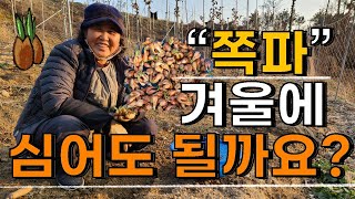 겨울 쪽파 파종? 심는방법 심는시기는? - Planting chives