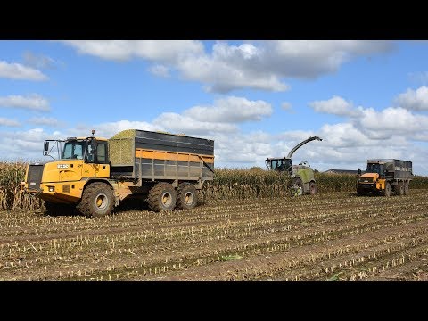 Claas Jaguar 960 + JCB & Bell knikdumpers - Loonw. Devloo - mais hakselen