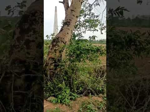 9 Acre Agricultural/Farm Land for Sale in Ramtek, Nagpur