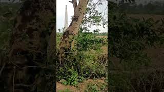 Agricultural Land for Sale in Ramtek, Nagpur