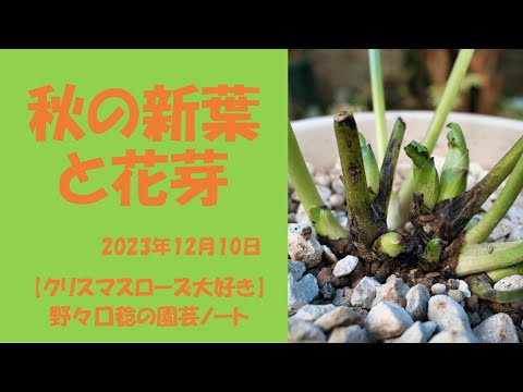 園芸 ニュージーランドのクリスマスツリー、ポフツカワ