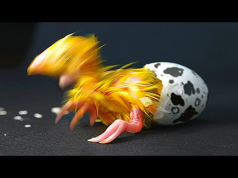 ESPERIMENTO. COS’E’ USCITO DALL’UOVO?