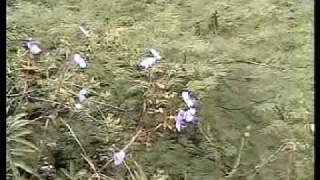 Belleza natural de la Barranca de Atengo en Matatlan Jalisco