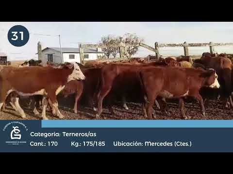Lote M Y H - Mercedes Ctes
