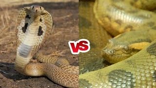 Snake VS Snake Real Fight 👹Mongoose king Cobra 