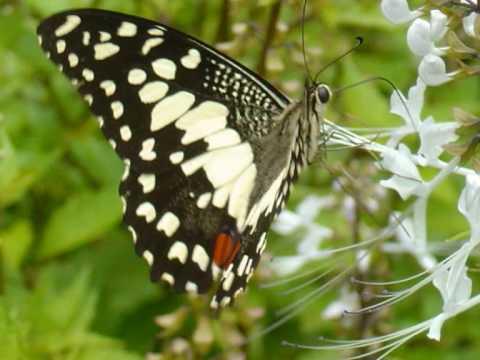 Borboleta video