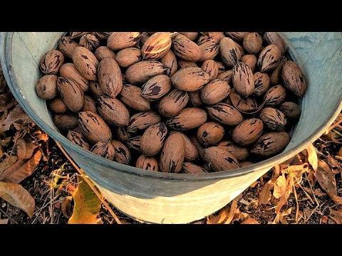 Better Pecan Shelling Life Hack