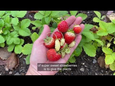 When to Transplant Strawberries
