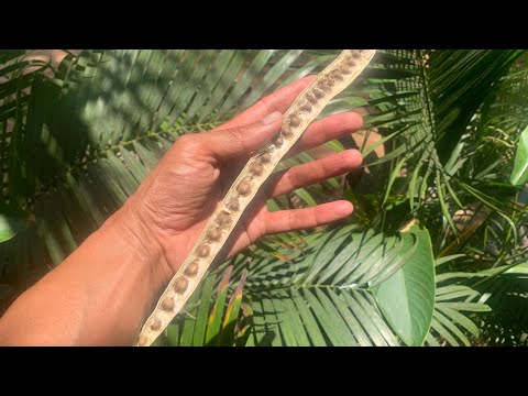 Moringa-Samen für den Durchblick