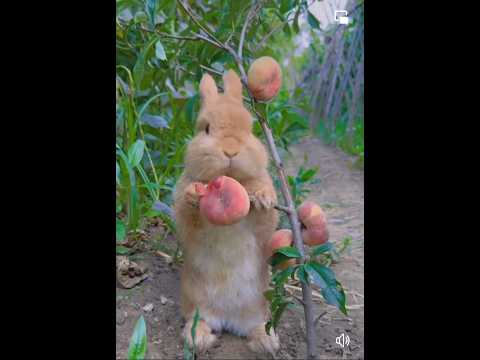 cute rabbit eating fruit 🍑🍑🐇 #rabbit #shortvideo #shorts #short