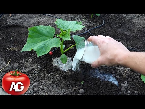 Cucumbers love this white fertilizer! Cucumbers will fill you with the harvest ahead of time