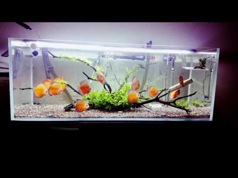 60 Gallon tropical fish discus Setup.