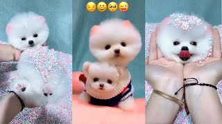 Tik Tok Chó Phốc Sóc Mini 😍 Funny and Cute 