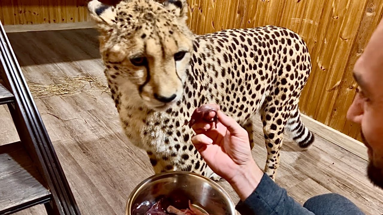 Герду чуть не стошнило от этой еды! Такие разные вкусы и предпочтения у Месси