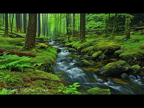 Healing Nature Ambience 🍃 Relaxing Music & Nature Sounds for Stress Relief, Sleep Music