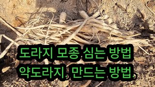 도라지 모종 심는 방법 #약도라지 만드는 방법.