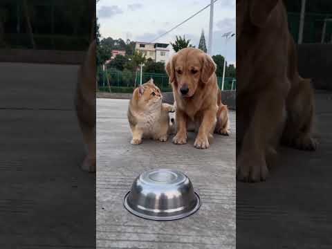 сходи проверь, что под миской