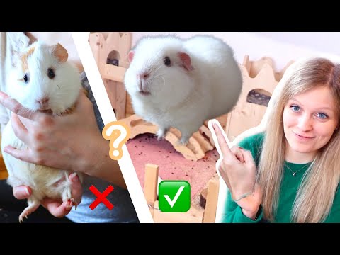 YouTube video about: How to pick up a guinea pig that runs away?