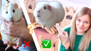 How to Pick Up A Guinea Pig