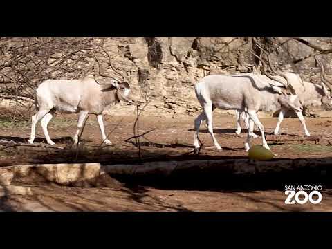 All About Addax