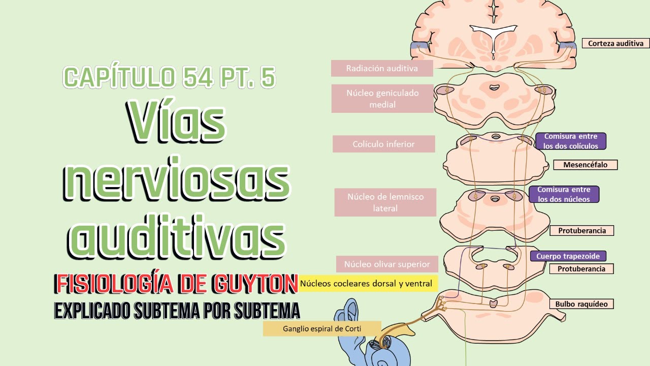 CAP 53 5/5: Vías nerviosas auditivas l Fisiología de Guyton