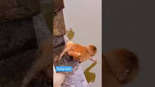 Download lagu Video lucu Monyet mp3