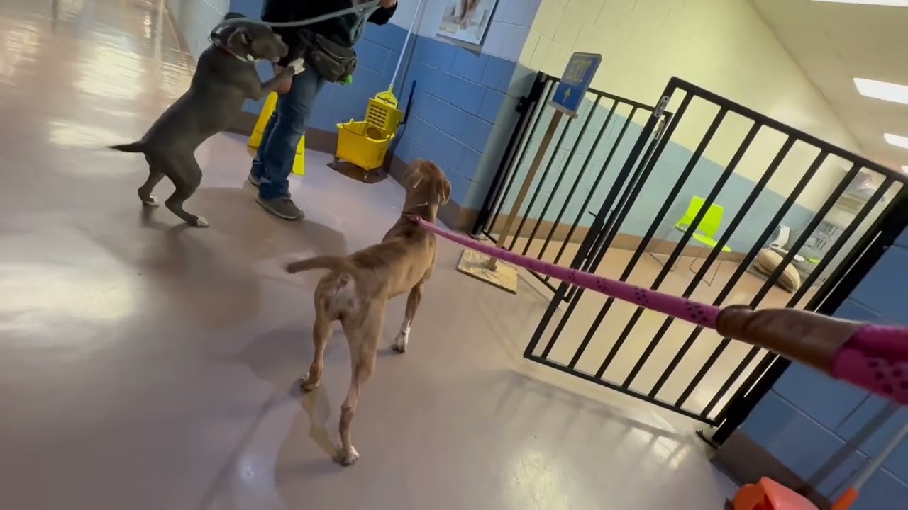 Russette, a ADOPTABLE Pit Bull Terrier in Chicago, IL video 4/4