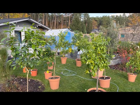 Odc. 193 - Wielki prysznic i przegląd cytrusów przed zimowaniem.