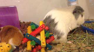 The Guinea Pigs: Episode 1 - "Cinnamon is Born"