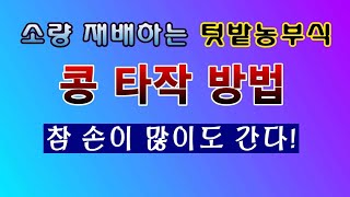 [텃밭농부 1,705]  소량 재배 한 콩을 텃밭농부식으로 콩타작 하는 방법. #콩재배 #콩타작