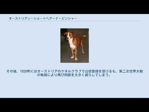 オーストリアンピンシャー