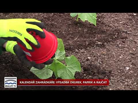 , title : 'Kralupy TV: Zahrádkář - výsadba okurek, paprik a rajčat (7. 5. 2021)'