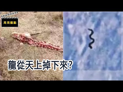 龍真的存在嗎
