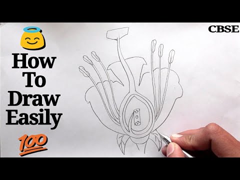 How to draw longitudinal section of flower step by step for beginners ! Video