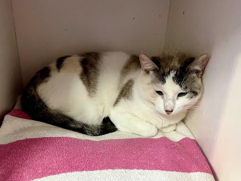 Triple A Gatos Dione RCancio