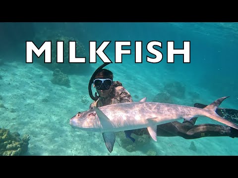 Village Feast to Spearfishing Milkfish | A Sailing Family's Fiji Adventures- EP.34