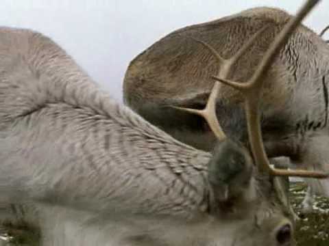 Robot Koch - Hard to find