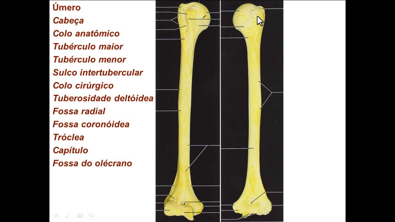 OSSOS DE MEMBRO SUPERIOR PARTE 2 - OSSOS DO BRAÇO E ANTEBRAÇO